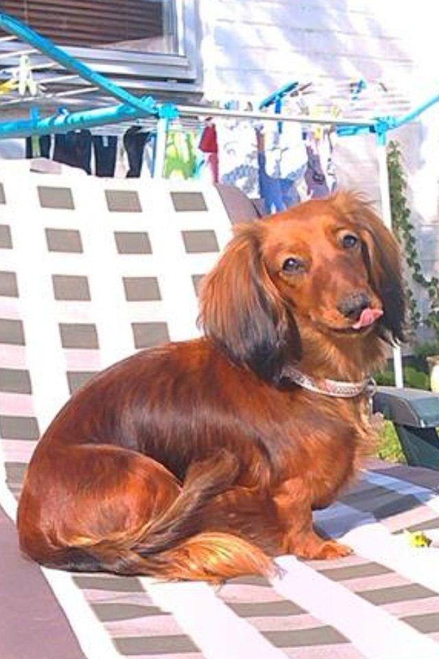 Gravhund Spot billede 4