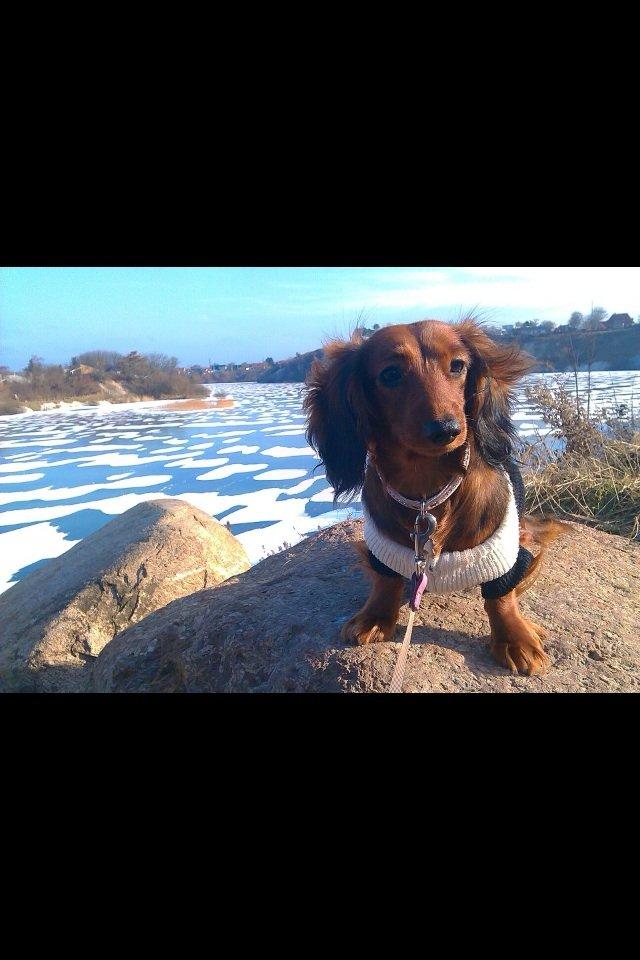 Gravhund Spot billede 5