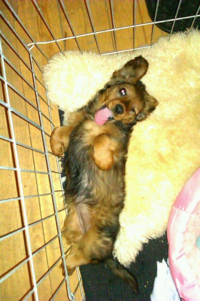 Gravhund Spot billede 6