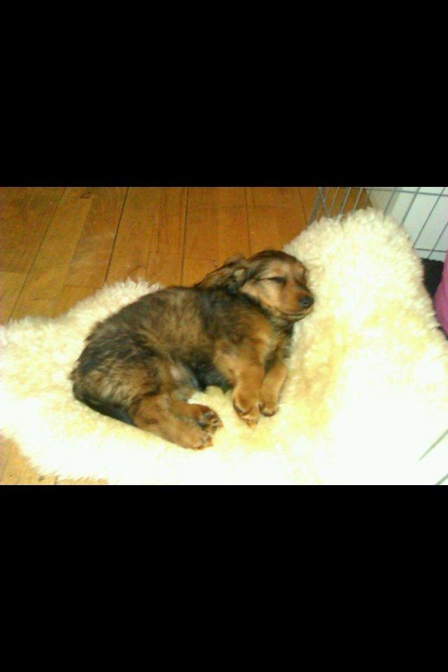 Gravhund Spot billede 7