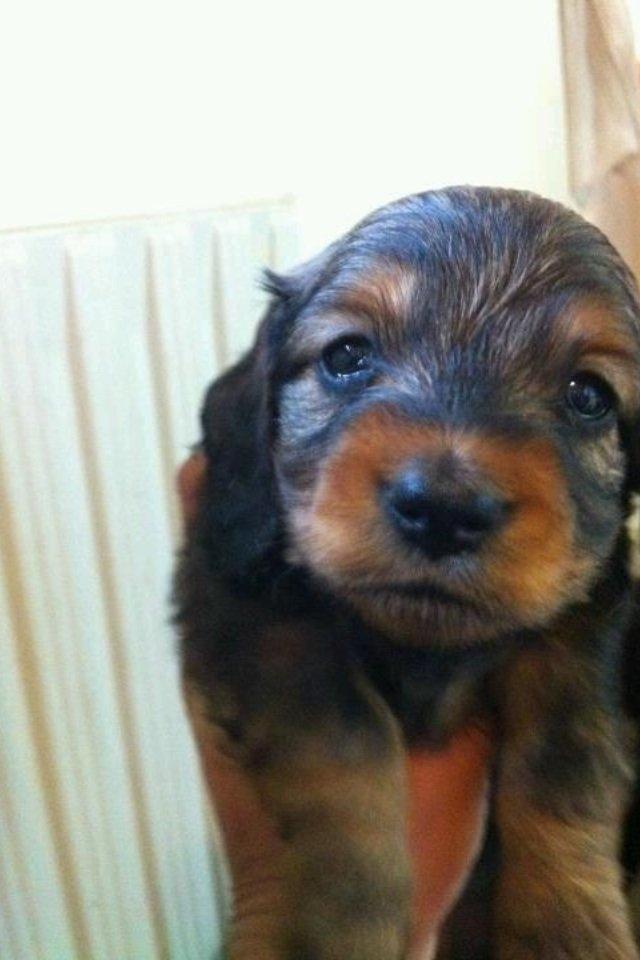 Gravhund Spot billede 8