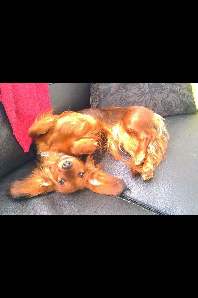 Gravhund Spot billede 9