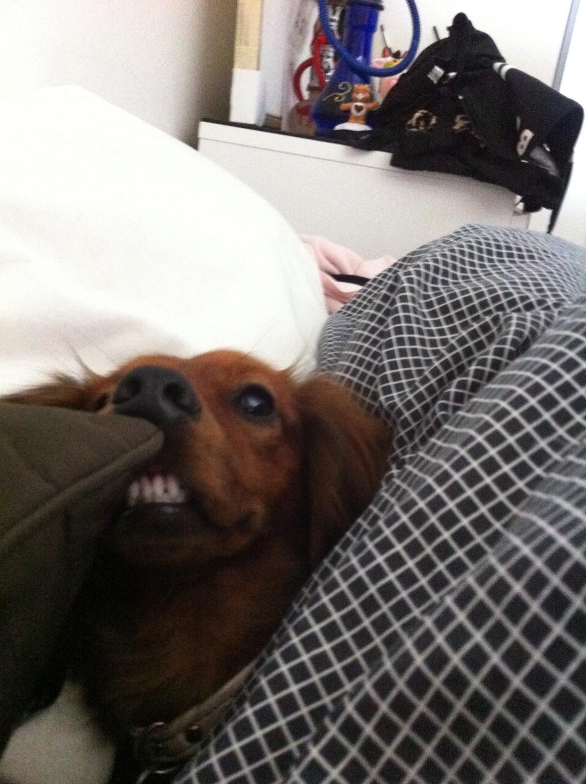 Gravhund Spot billede 10