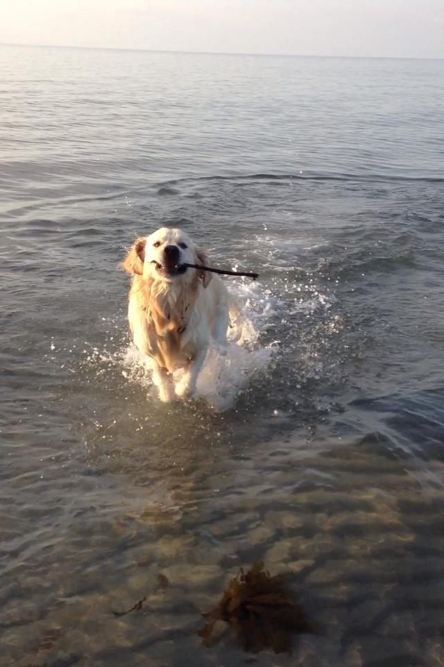 Golden retriever Margaux - Speedbåden Margaux billede 19