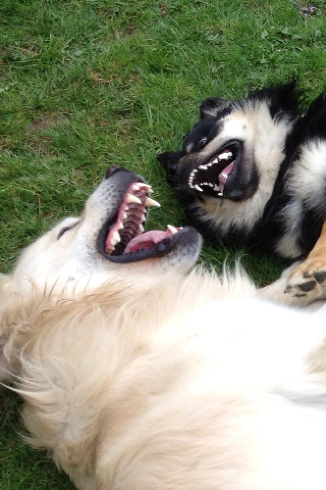 Golden retriever Margaux - Haha, en god ven billede 17