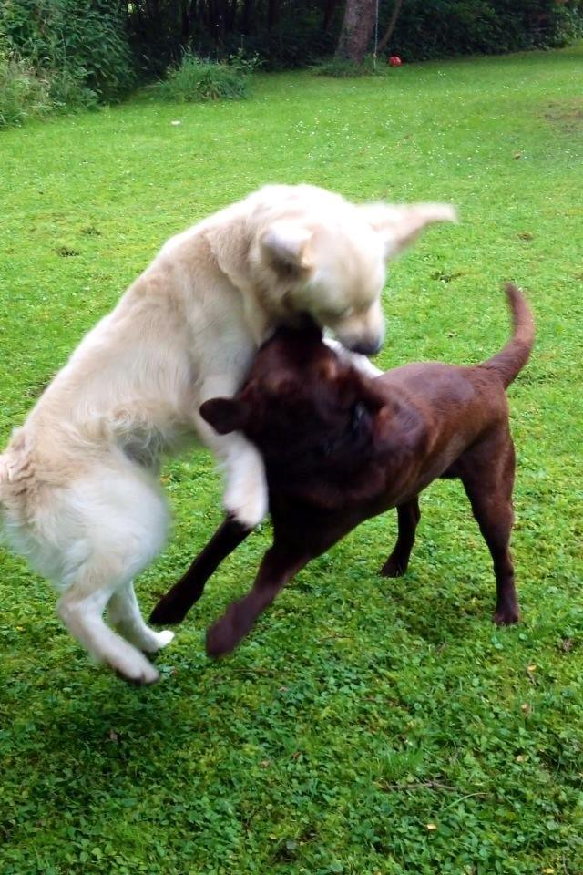 Golden retriever Margaux - Margaux leger med sin bedste ven ;-D billede 30