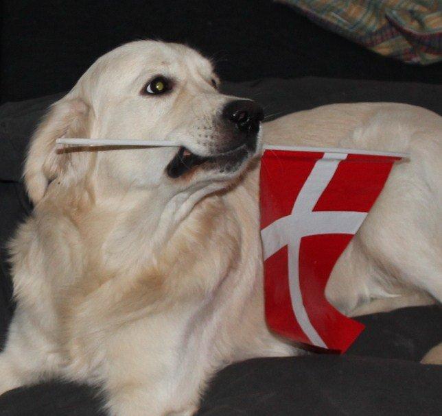 Golden retriever Margaux billede 13