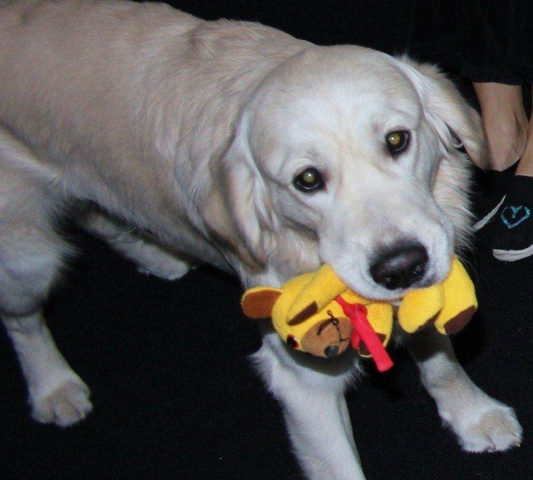 Golden retriever Margaux billede 26