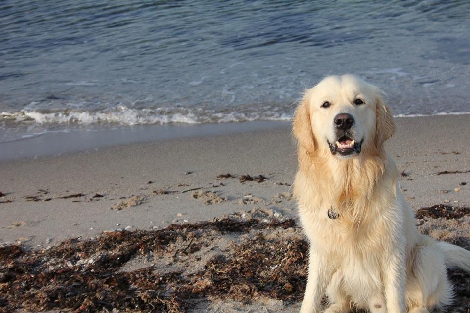 Golden retriever Margaux billede 16