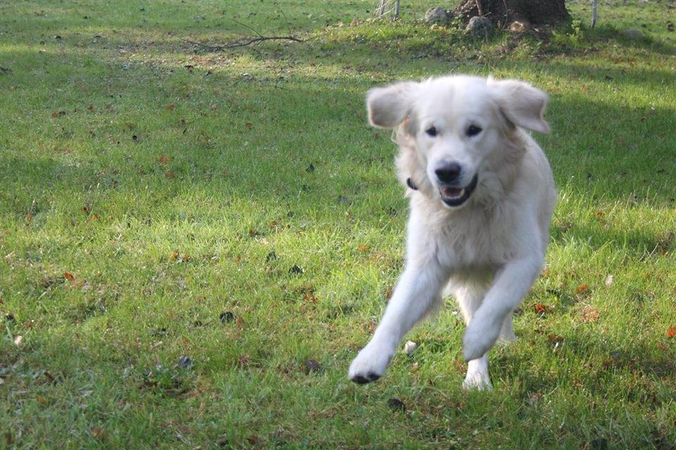 Golden retriever Margaux billede 7