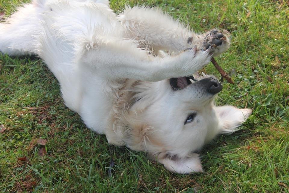 Golden retriever Margaux billede 9