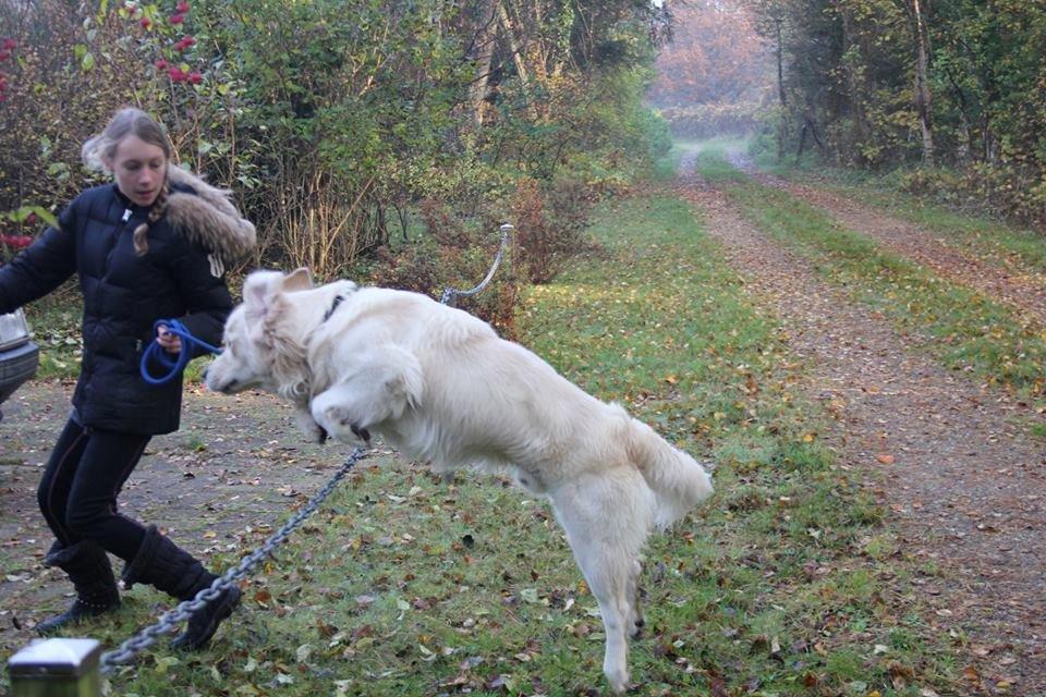 Golden retriever Margaux billede 36