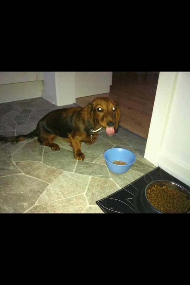 Gravhund Spot billede 11