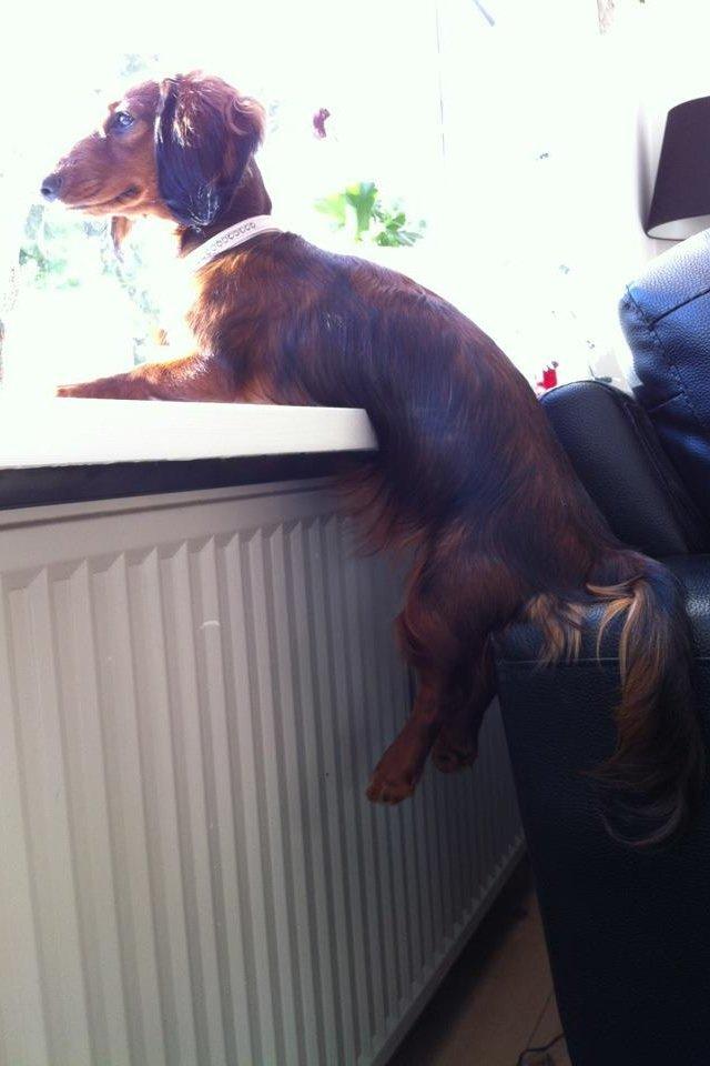 Gravhund Spot billede 12