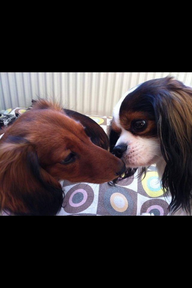 Gravhund Spot billede 13