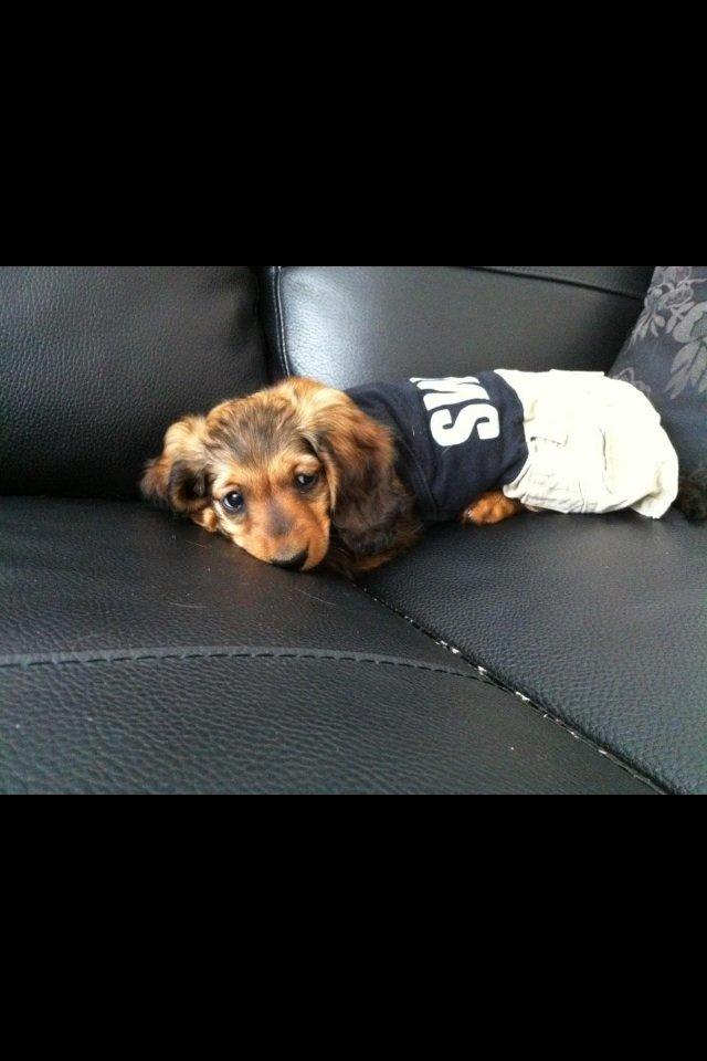 Gravhund Spot billede 14