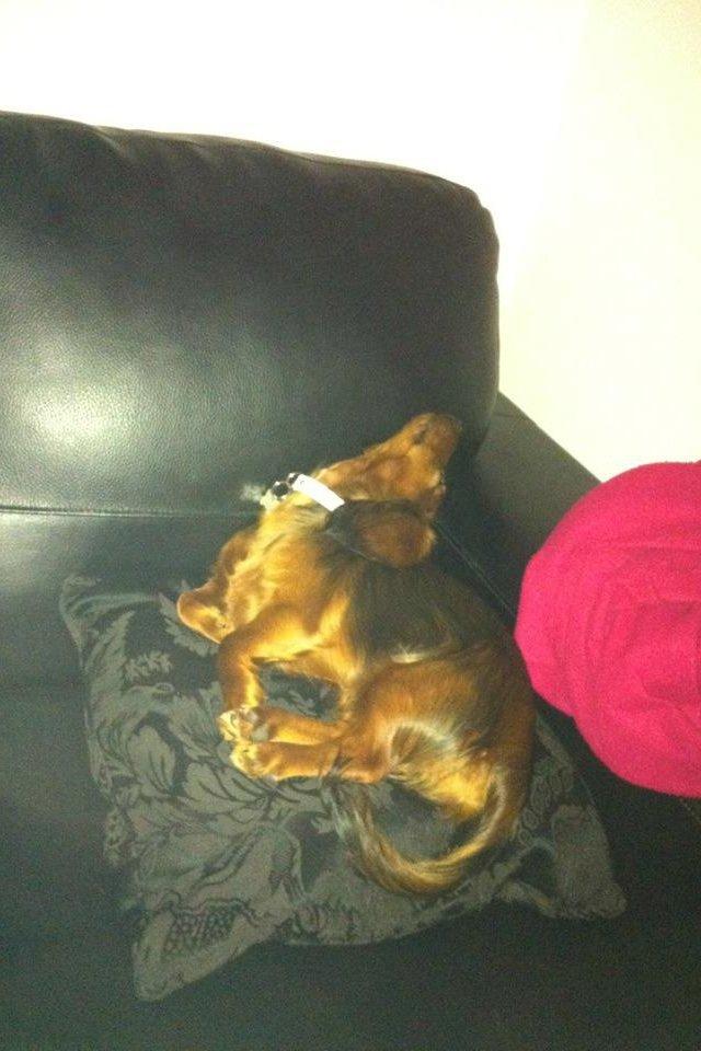 Gravhund Spot billede 15