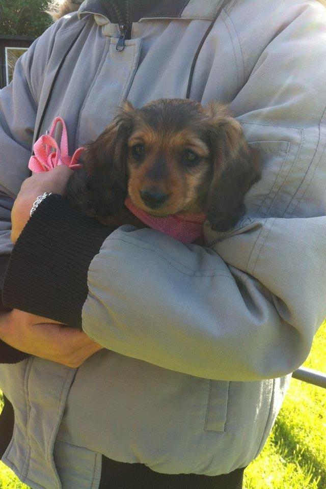 Gravhund Spot billede 17