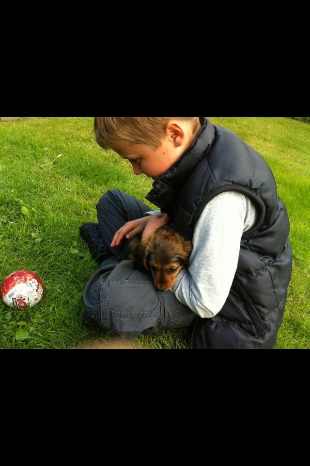 Gravhund Spot billede 16