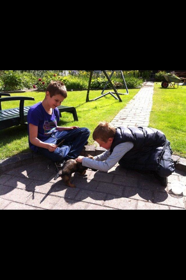 Gravhund Spot billede 18