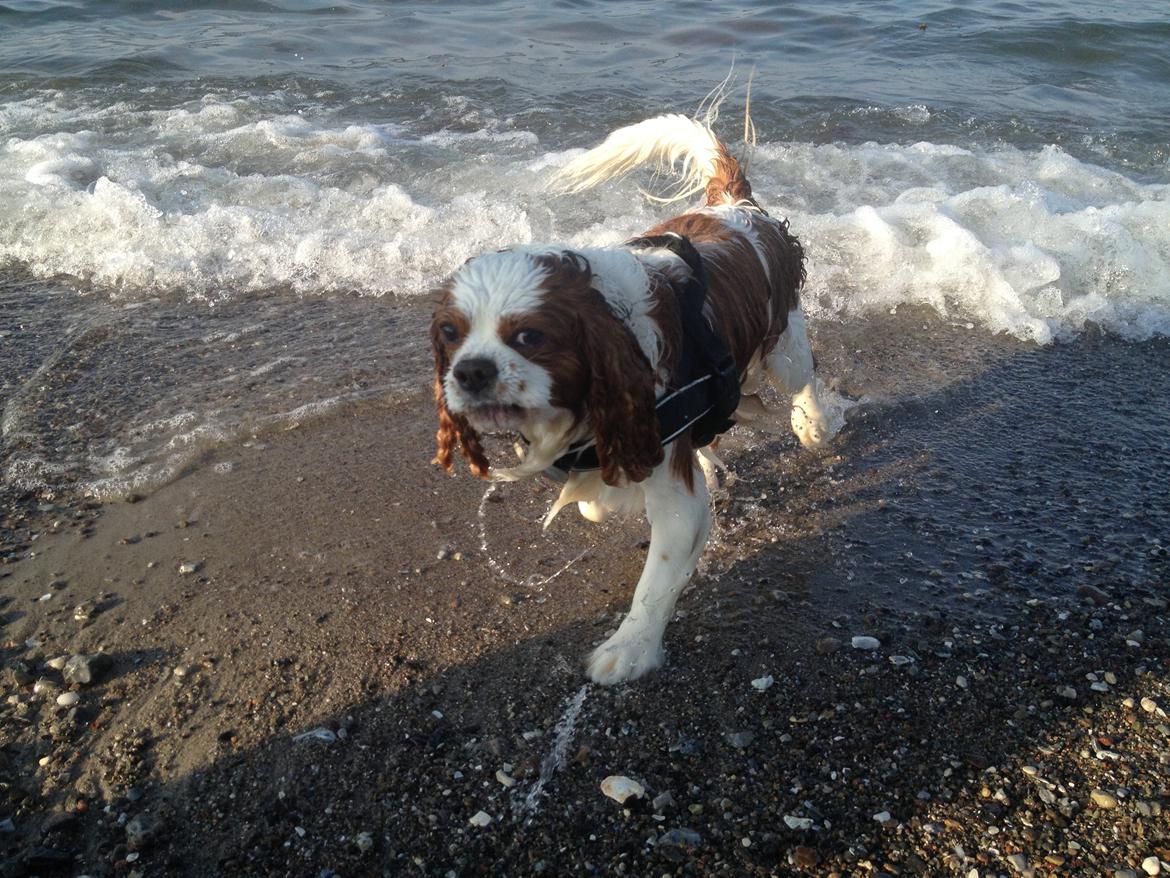Cavalier king charles spaniel Cocio 2006-2016 billede 13