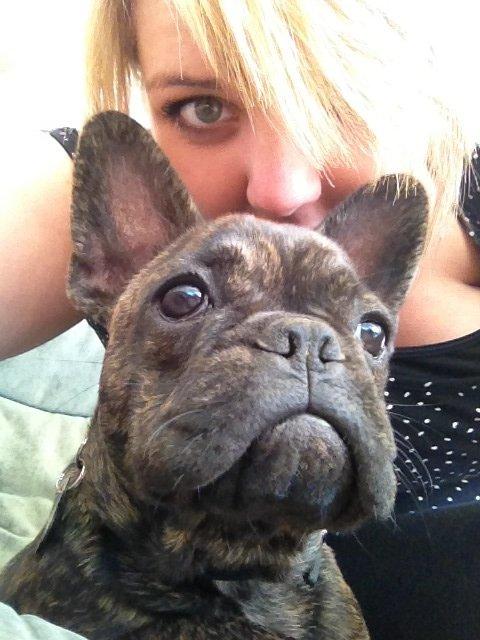 Fransk bulldog Cindy billede 3