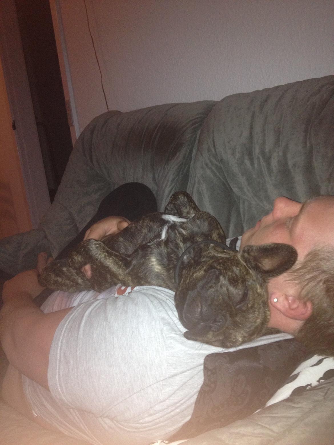 Fransk bulldog Cindy billede 6