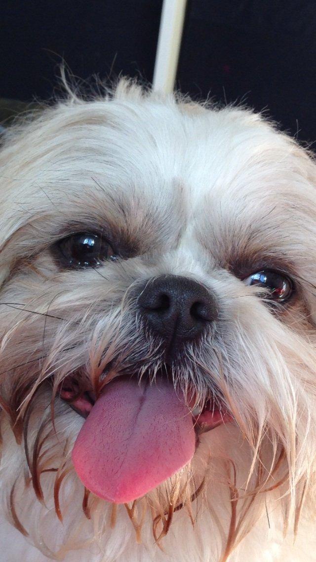 Shih tzu Louis  billede 1