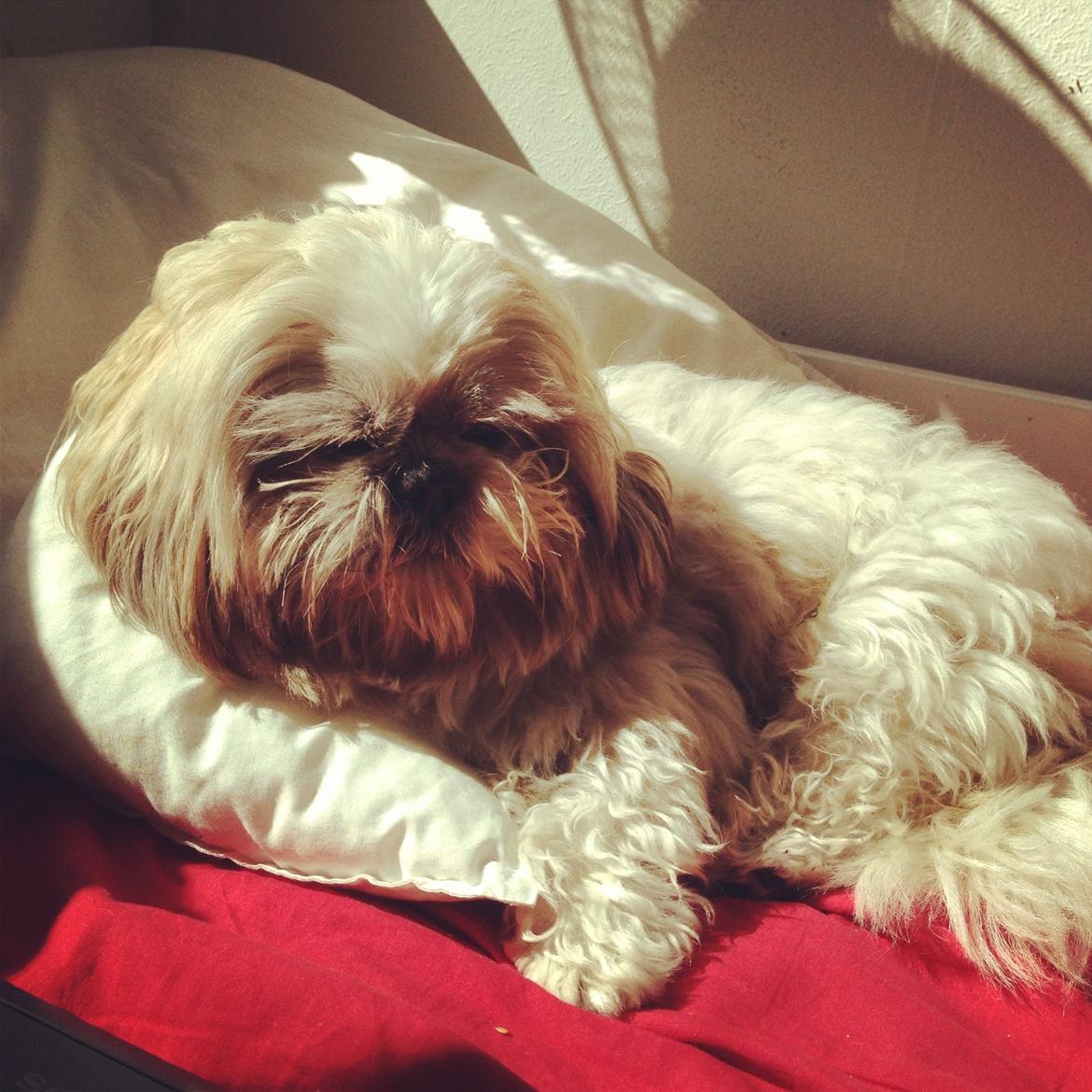Shih tzu Louis  billede 2