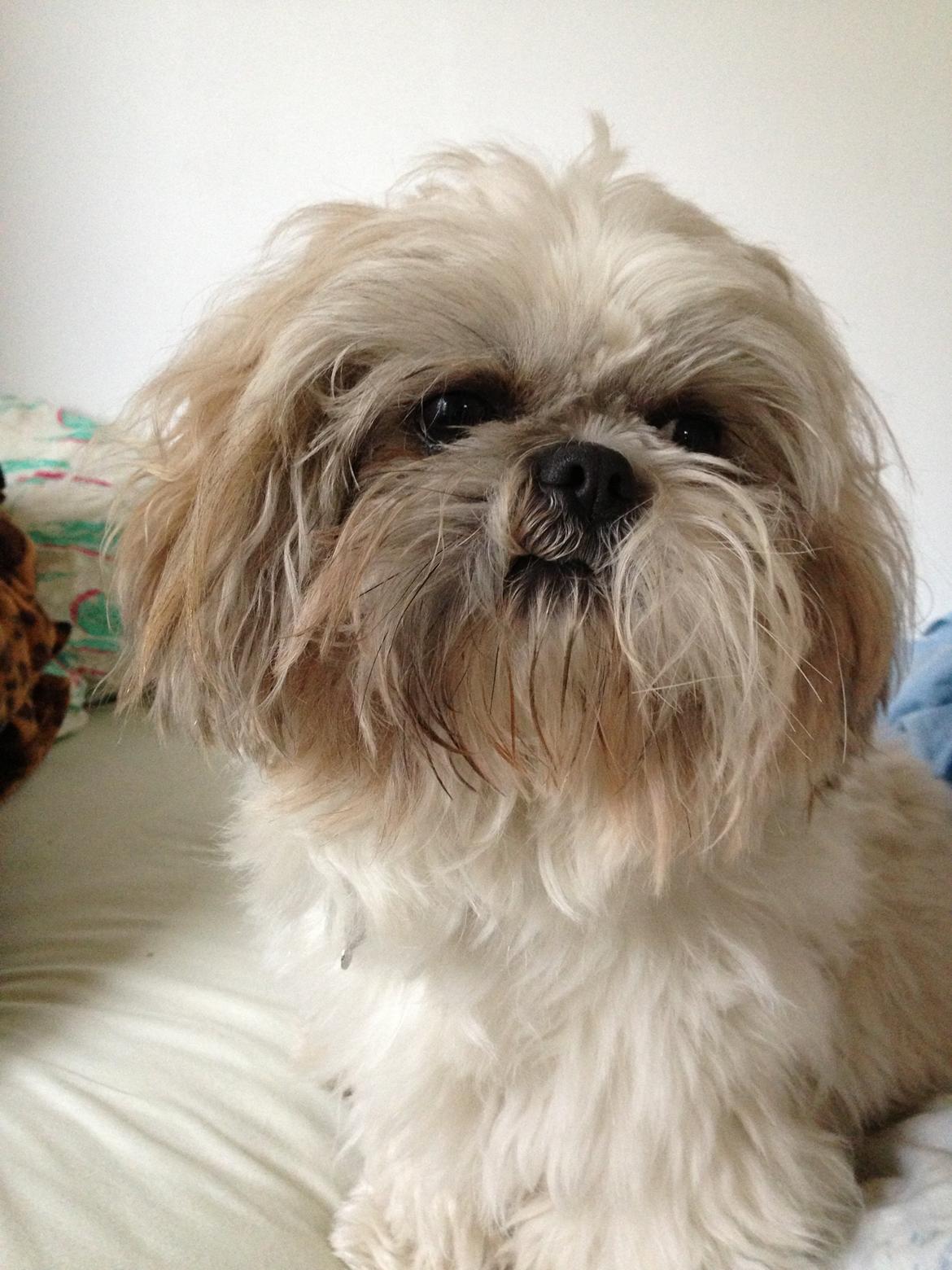 Shih tzu Louis  billede 3