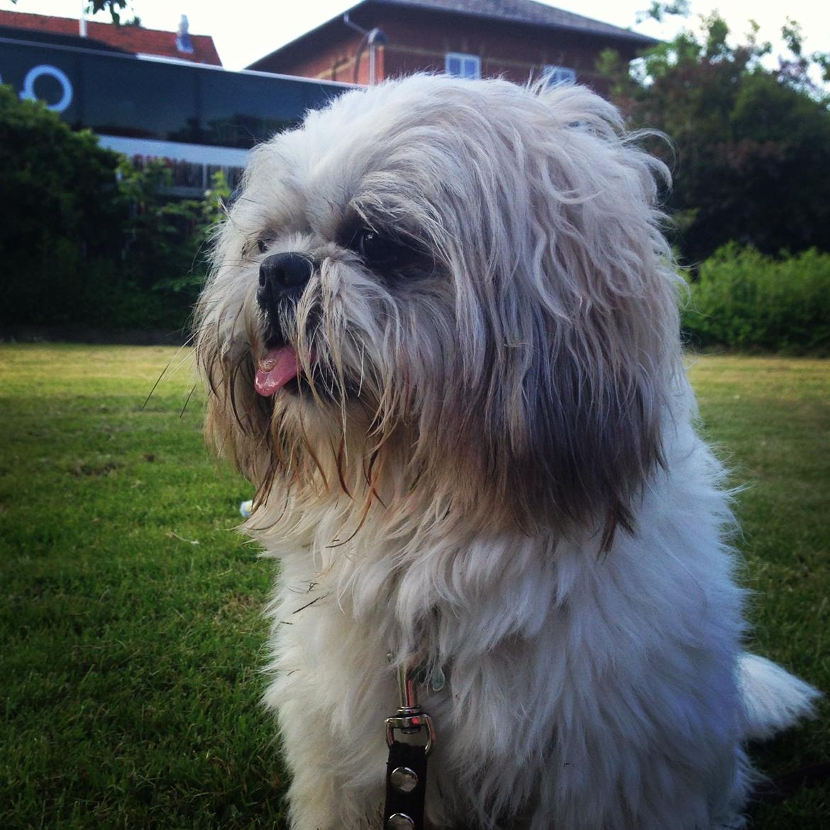 Shih tzu Louis  billede 4