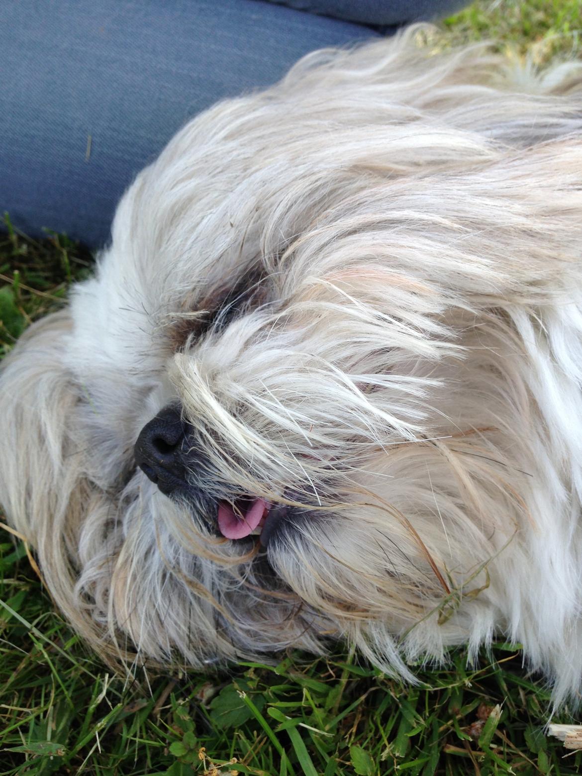 Shih tzu Louis  billede 5