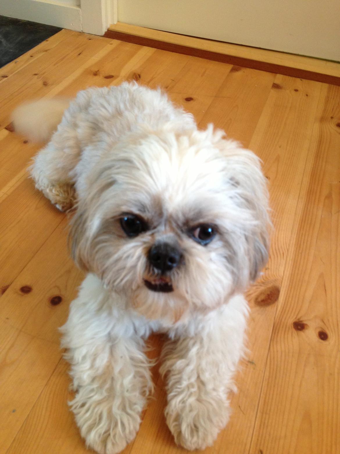 Shih tzu Louis  billede 6