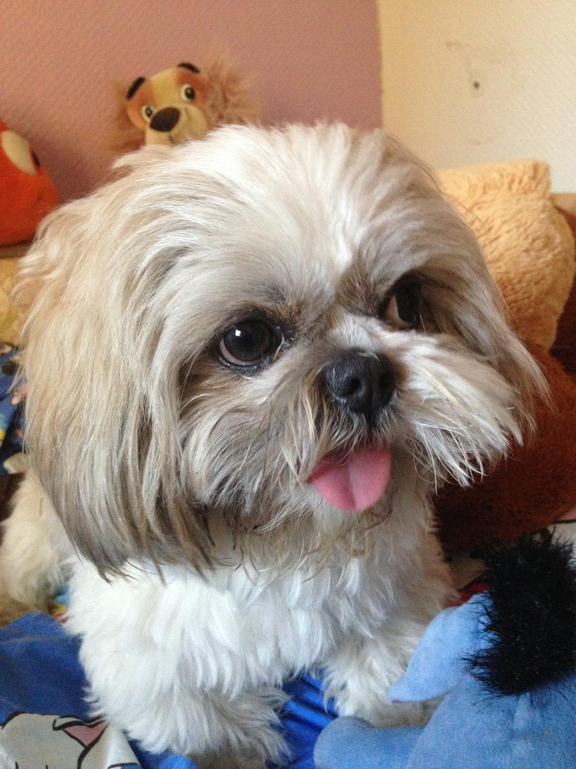 Shih tzu Louis  billede 7