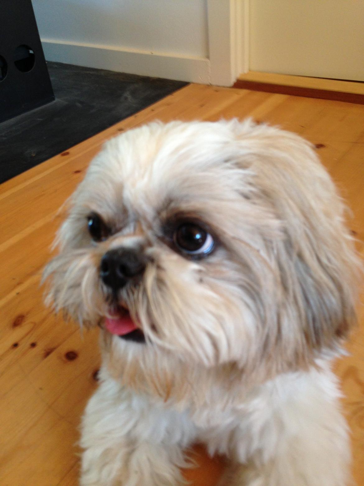 Shih tzu Louis  billede 8