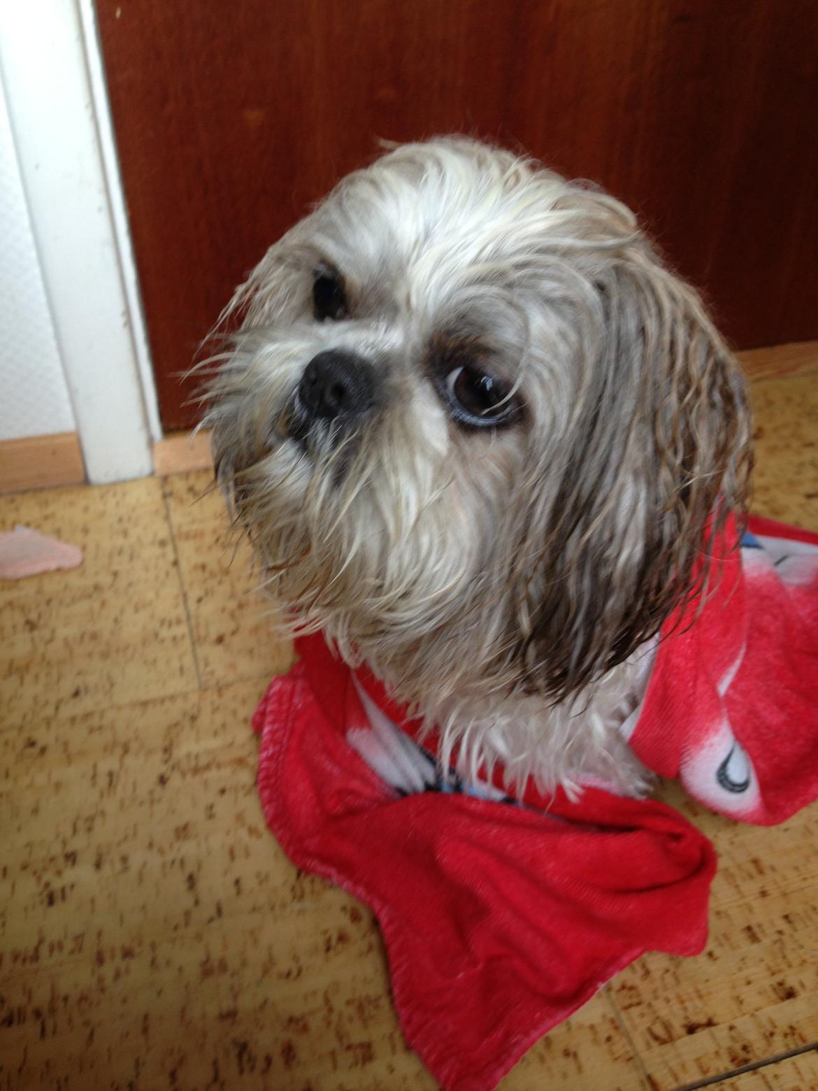 Shih tzu Louis  billede 9