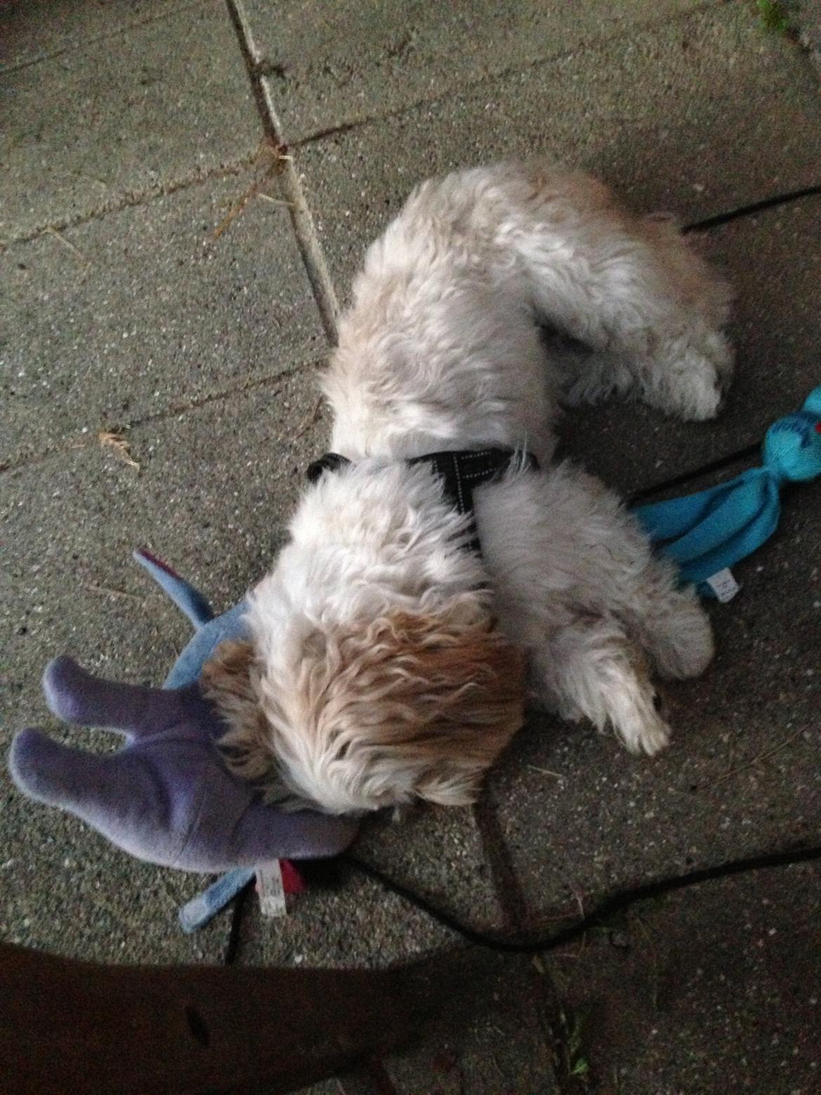 Shih tzu Louis  billede 10