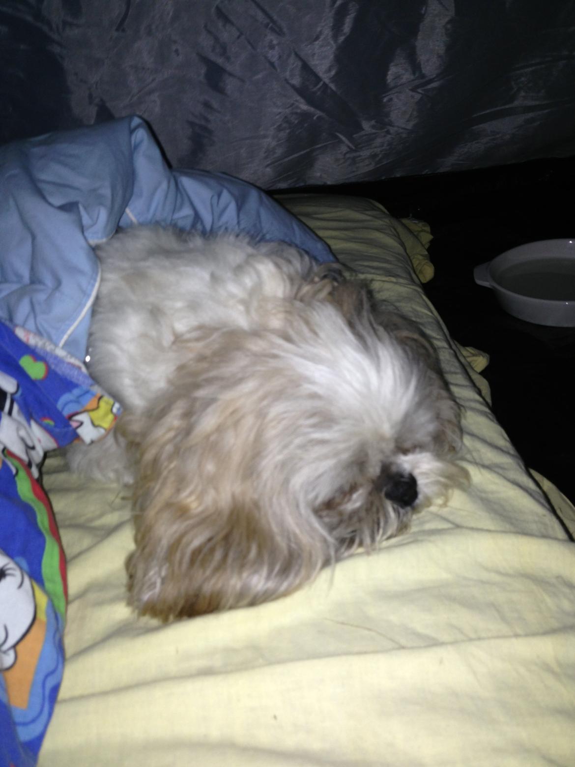 Shih tzu Louis  billede 11