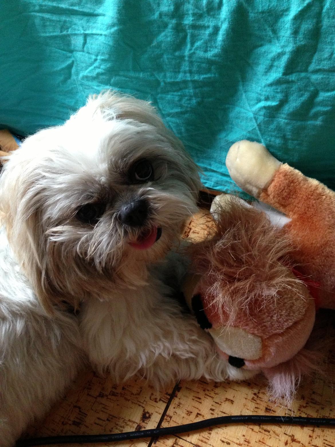 Shih tzu Louis  billede 12