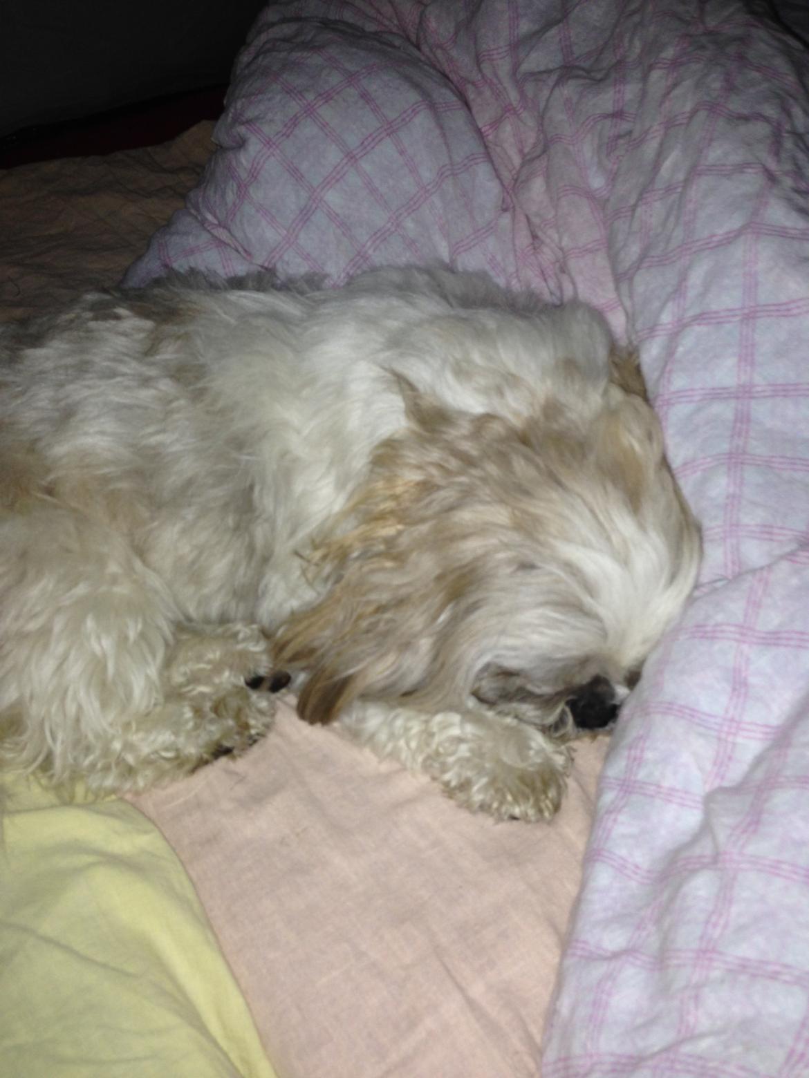 Shih tzu Louis  billede 13