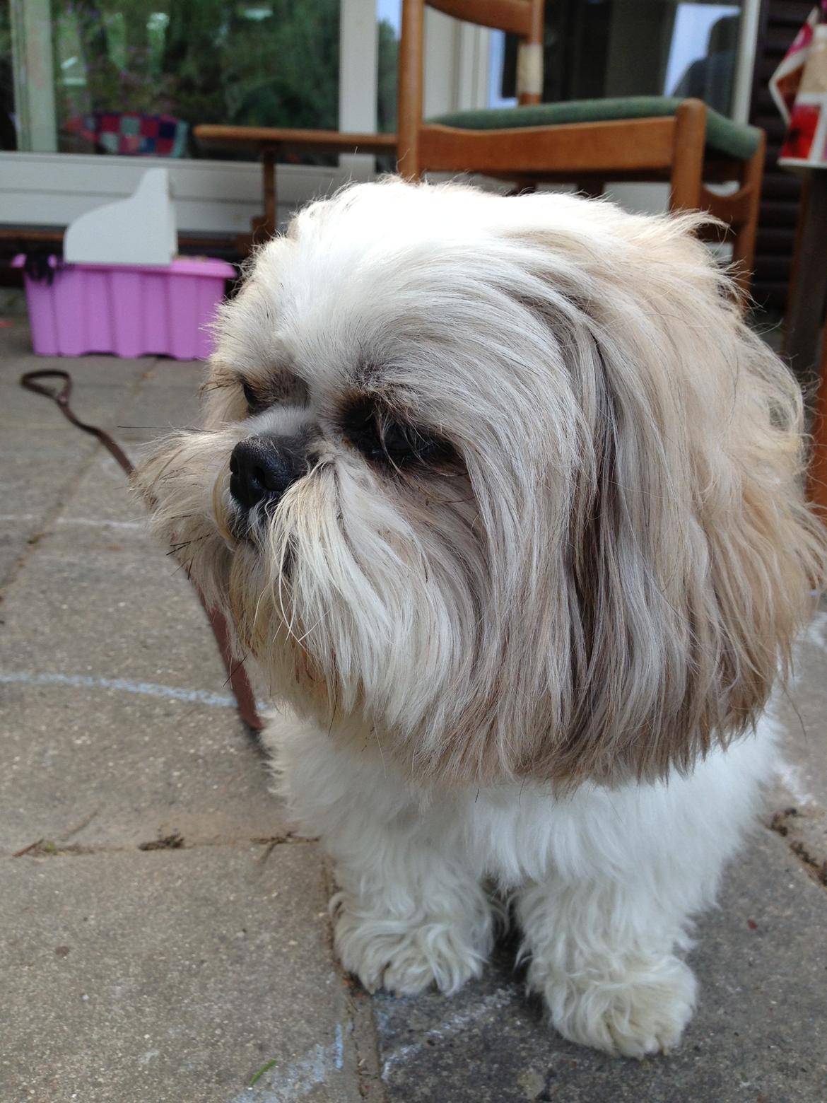 Shih tzu Louis  billede 14