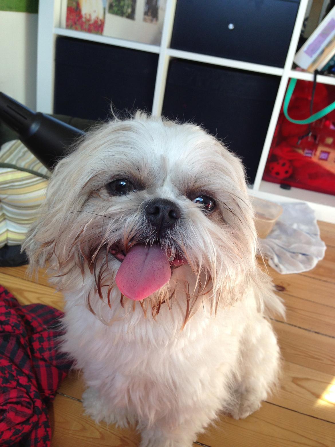 Shih tzu Louis  billede 15