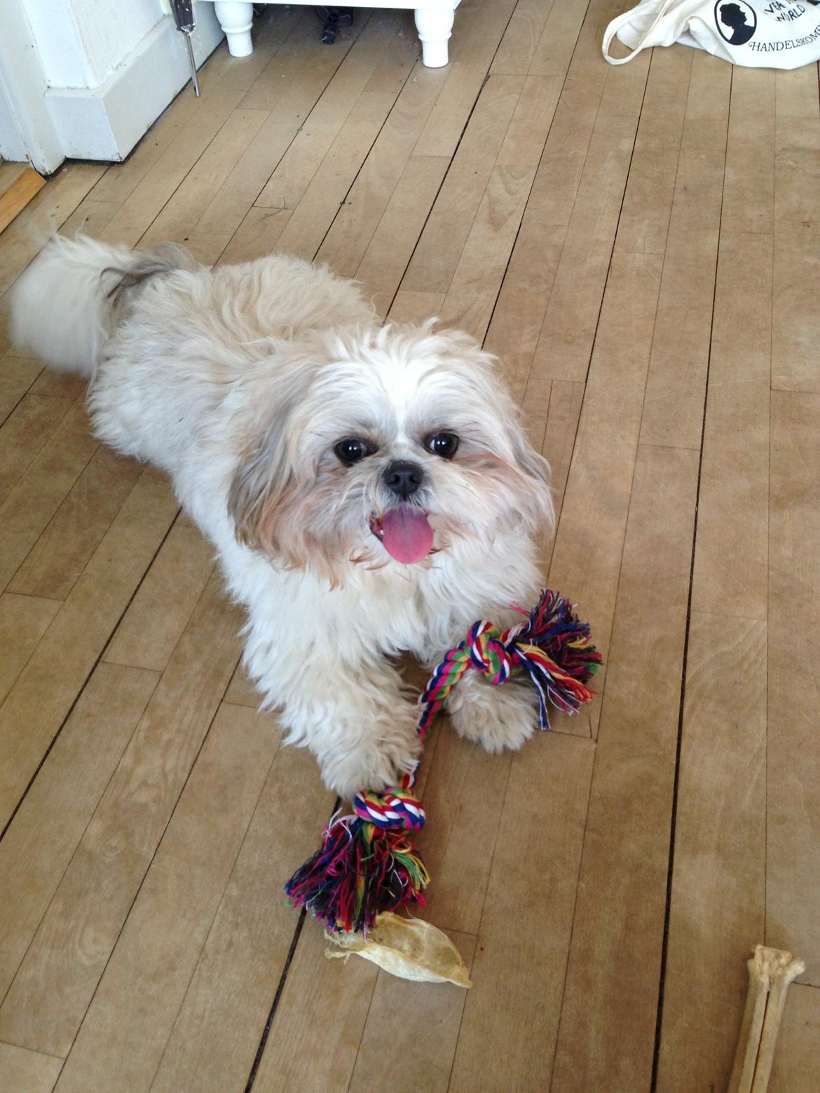 Shih tzu Louis  billede 16
