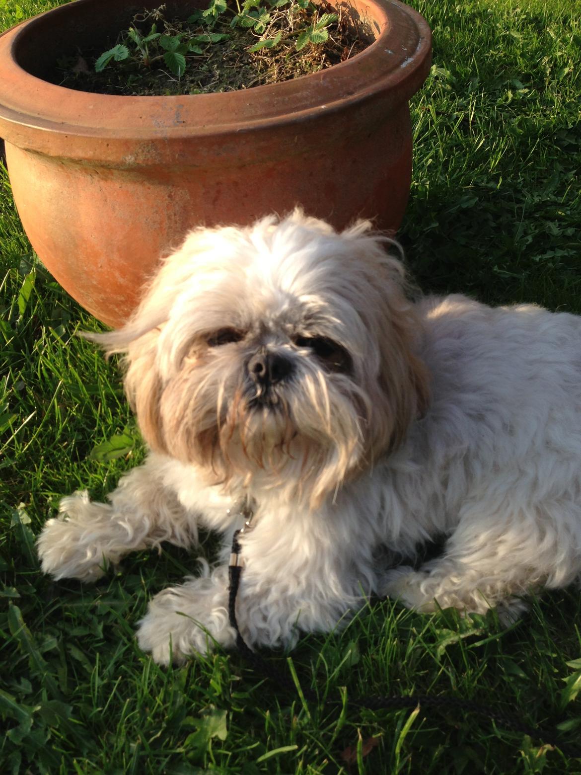 Shih tzu Louis  billede 18