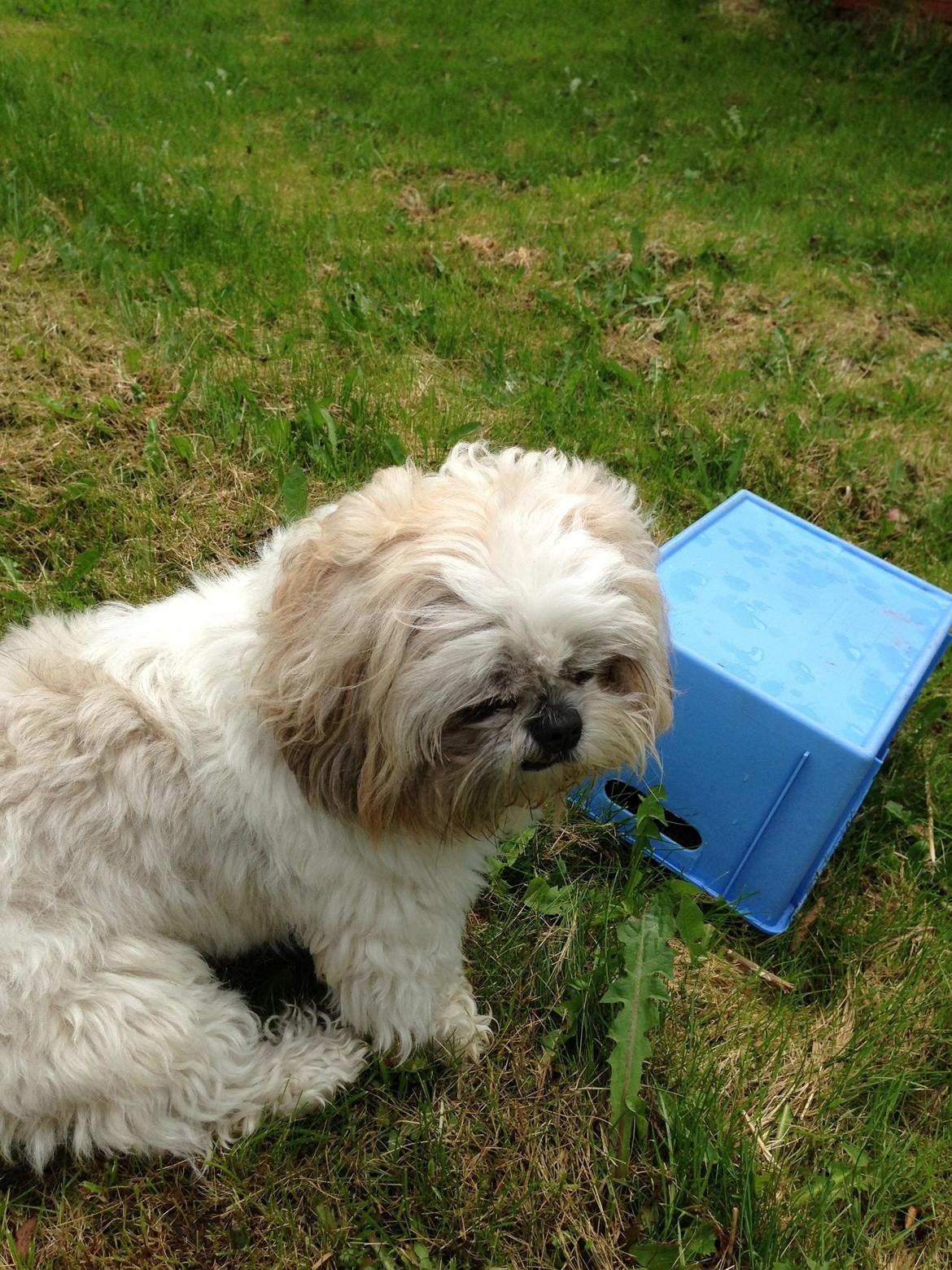 Shih tzu Louis  billede 19