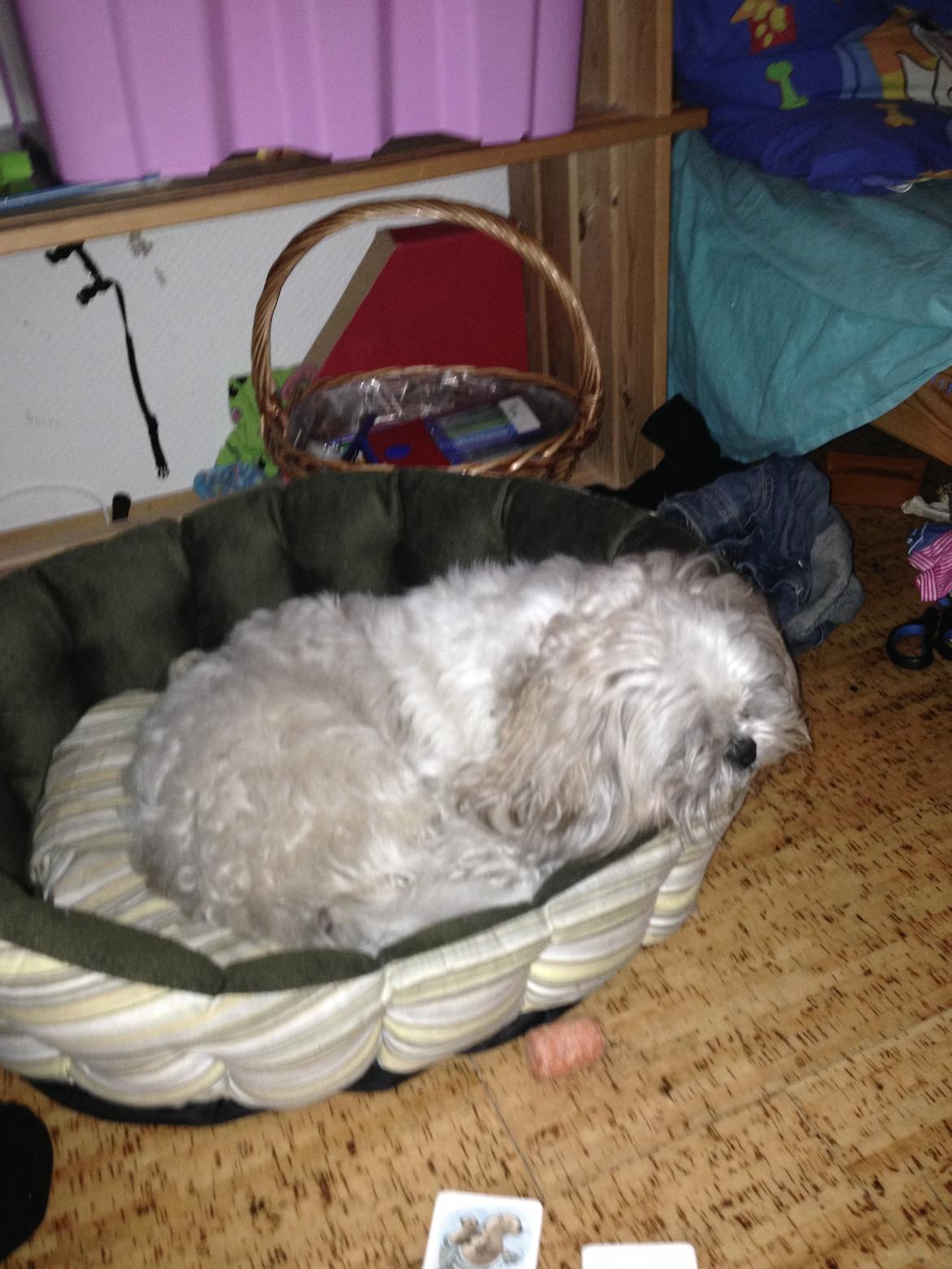 Shih tzu Louis  billede 20