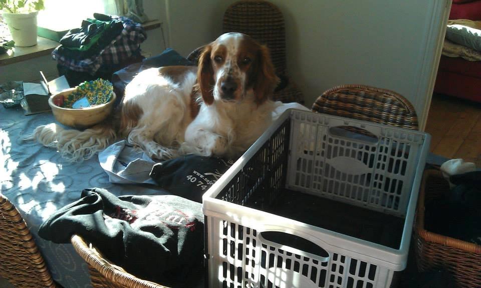 Welsh springer spaniel Flicka † billede 6