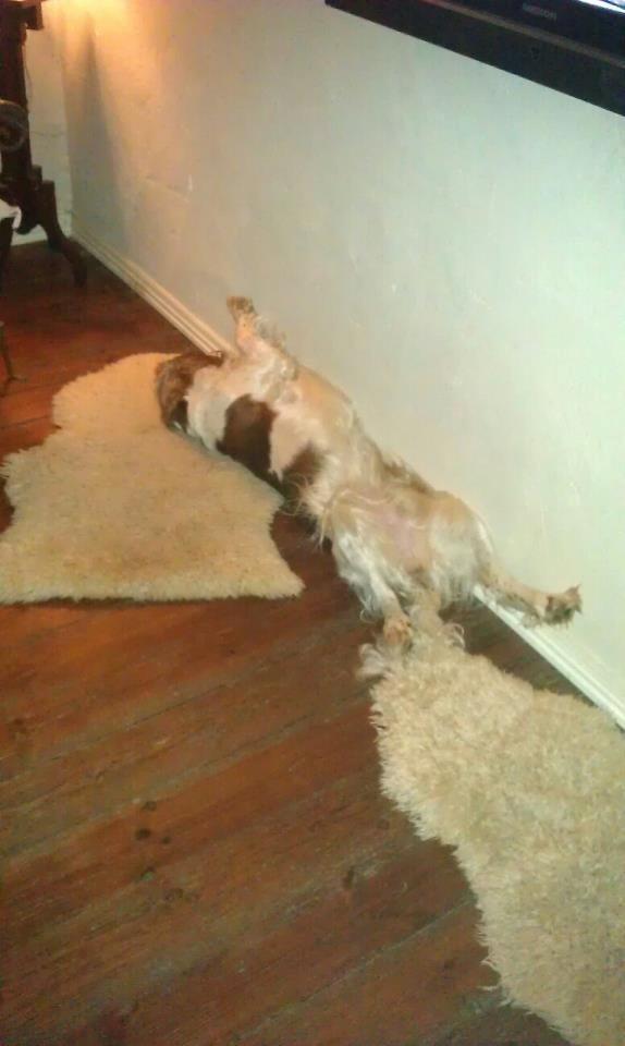 Welsh springer spaniel Flicka † billede 27