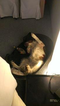 Welsh springer spaniel Flicka † - lige efter operationen. 
stadig glad. men lille pus. billede 15