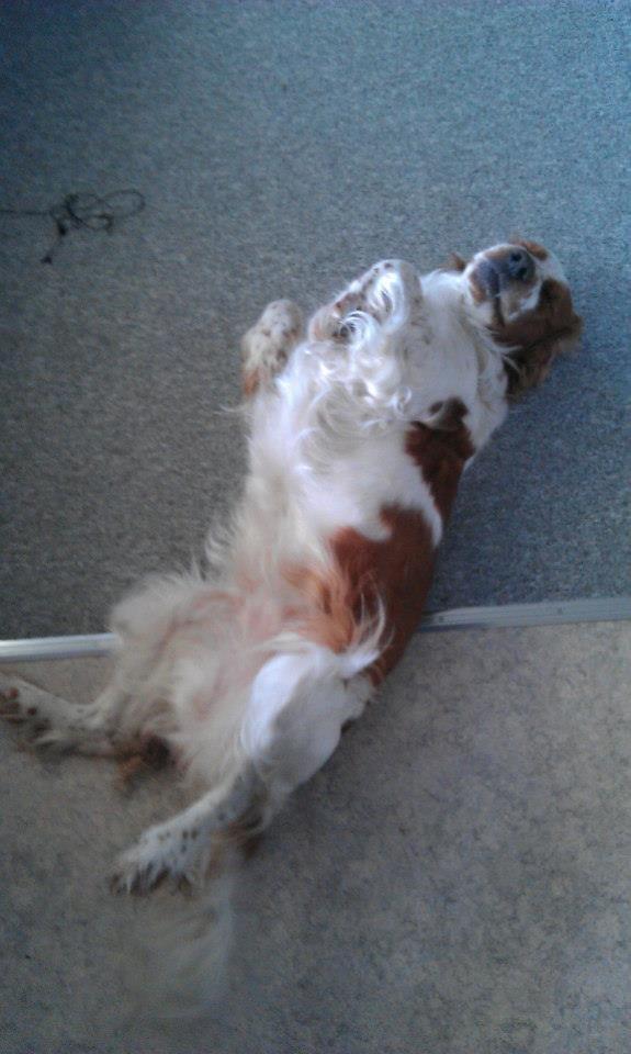 Welsh springer spaniel Flicka † billede 2